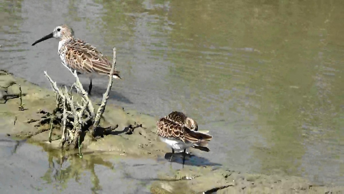 Dunlin - ML563113911