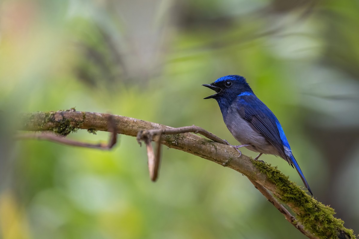 Small Niltava - Deepak Budhathoki 🦉