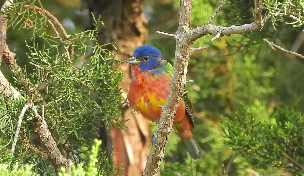 Painted Bunting - Pat O'Neil