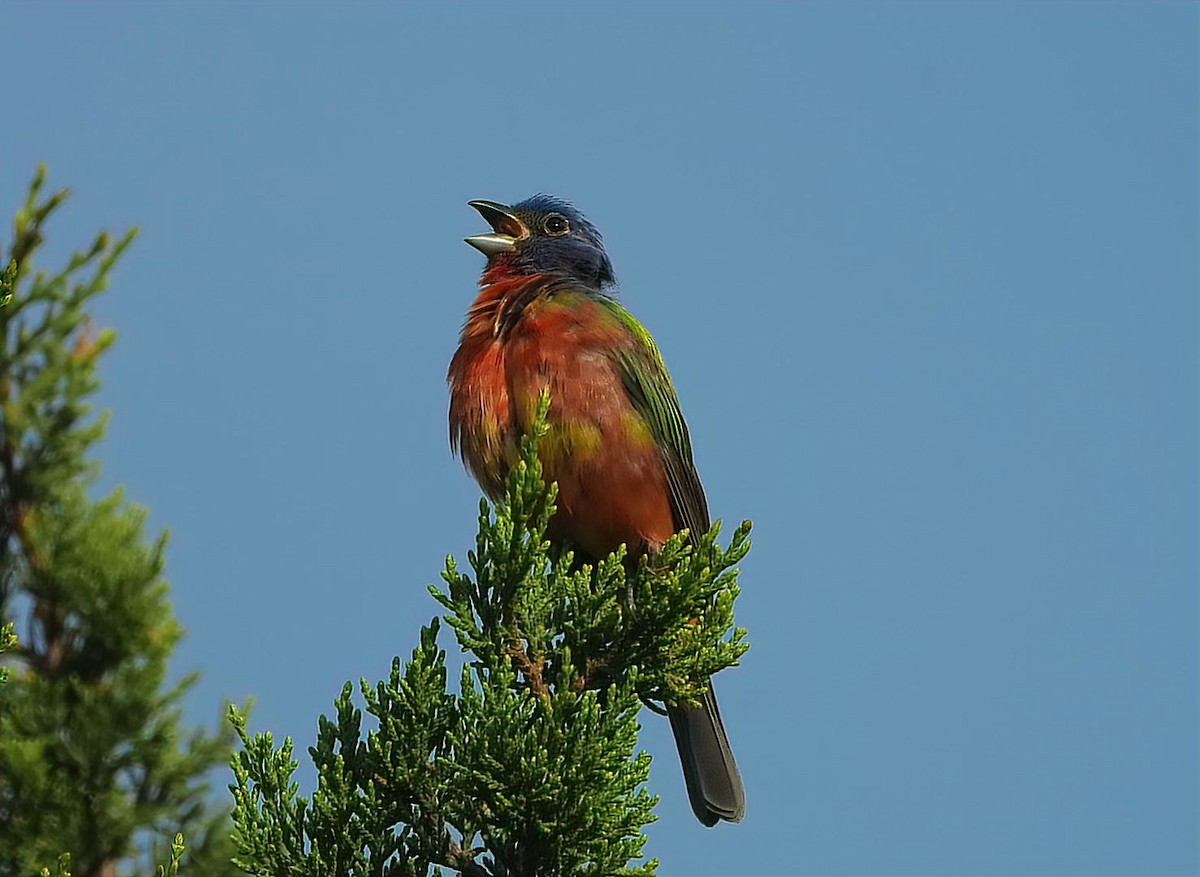 Painted Bunting - ML563115001