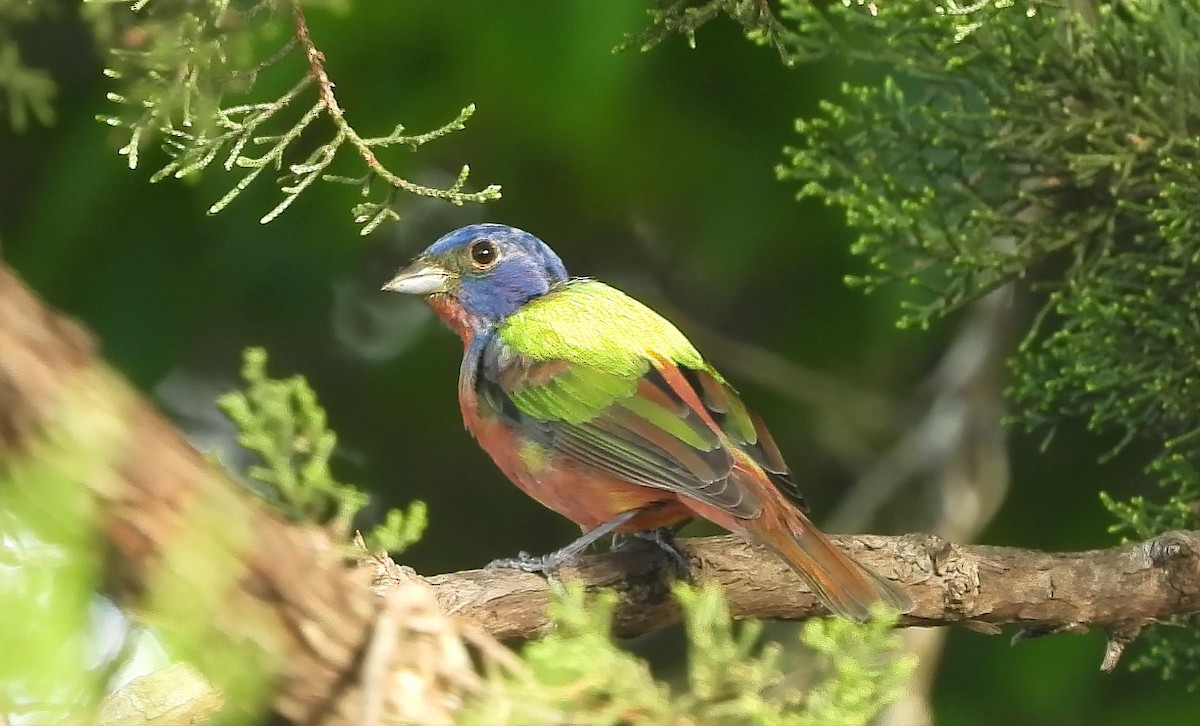 Painted Bunting - ML563115011