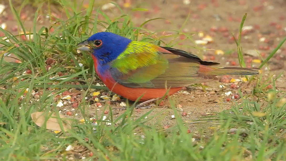 Painted Bunting - ML563115021