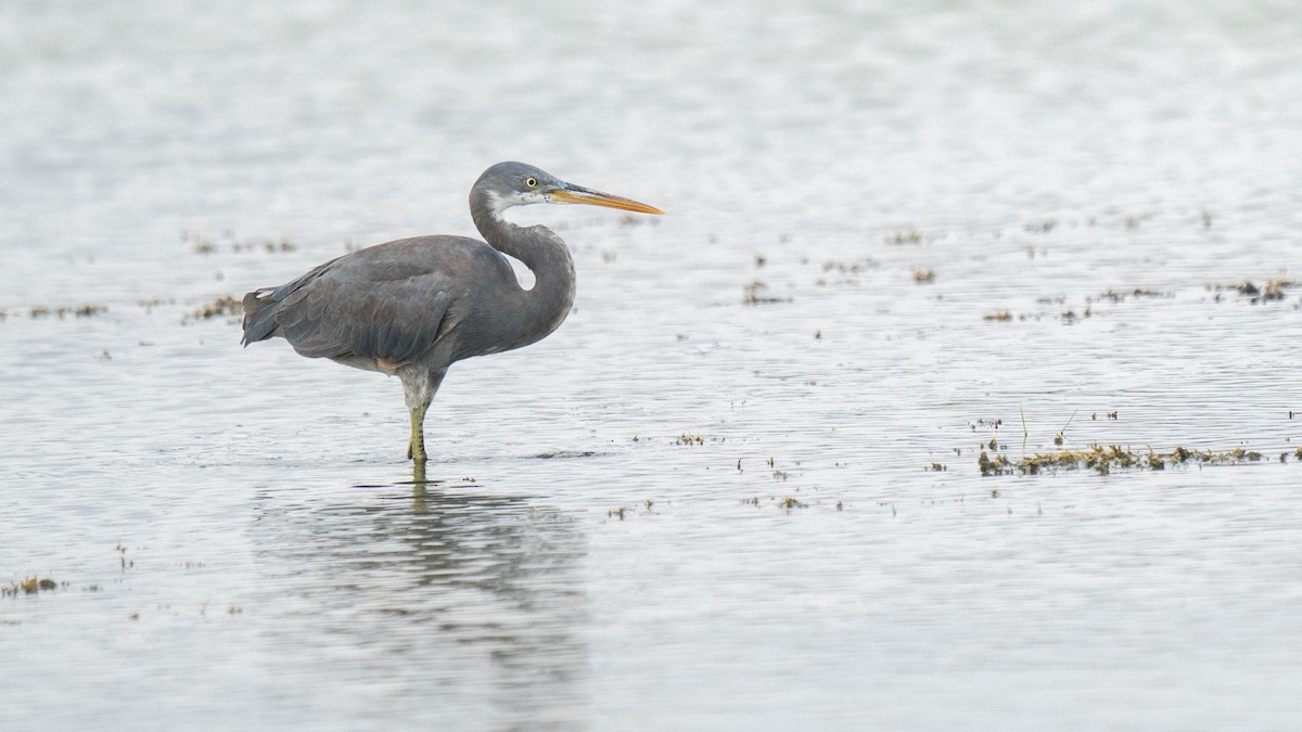 Western Reef-Heron - ML563115441