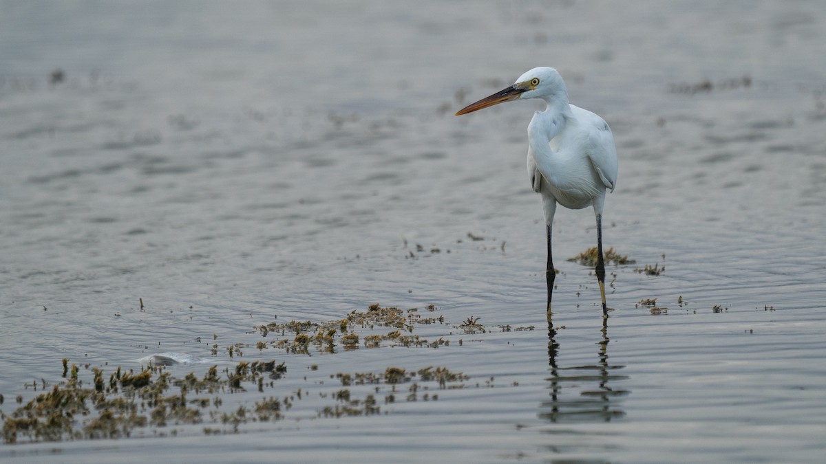 Western Reef-Heron - ML563115451