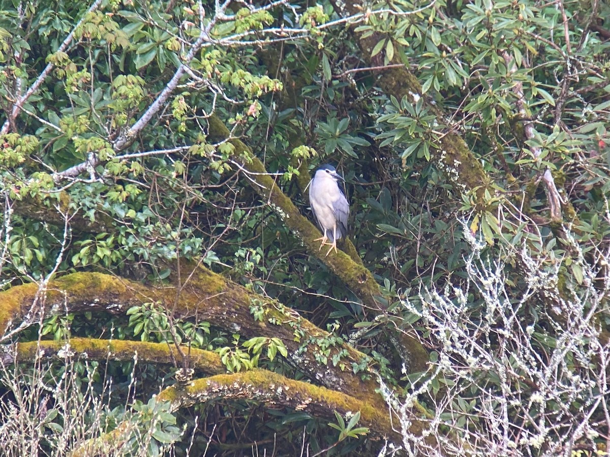 Black-crowned Night Heron - ML563116131