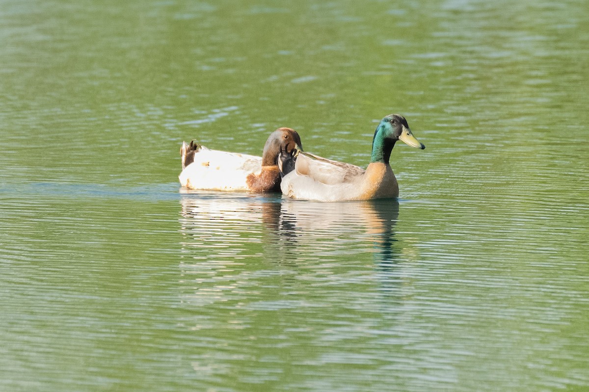 Mallard (Domestic type) - ML563116401