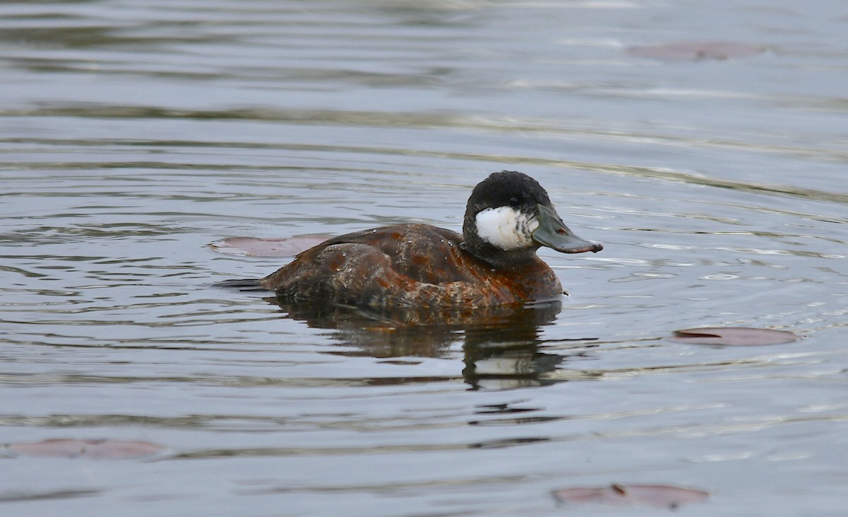 Ruddy Duck - ML563116851
