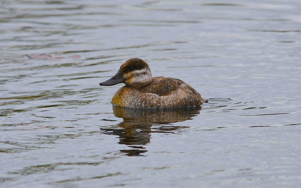 Ruddy Duck - ML563116861