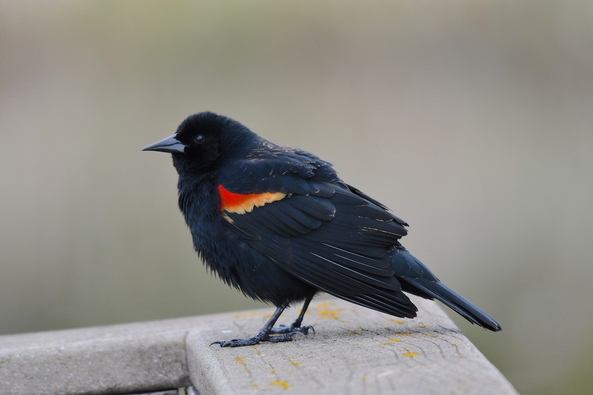 Red-winged Blackbird - ML563116961