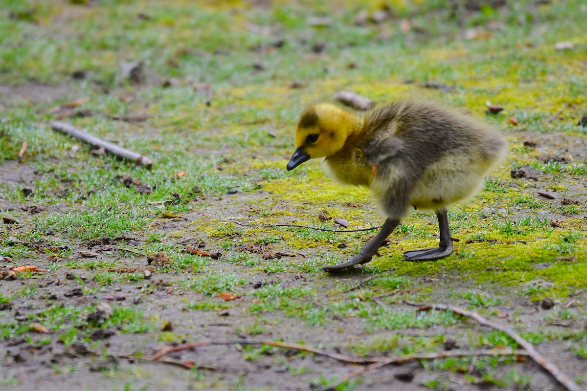 Канад галуу - ML563117111
