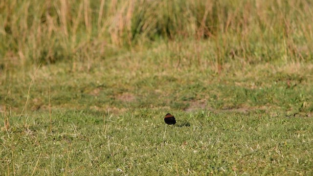 Patagoniensporntyrann - ML563117381