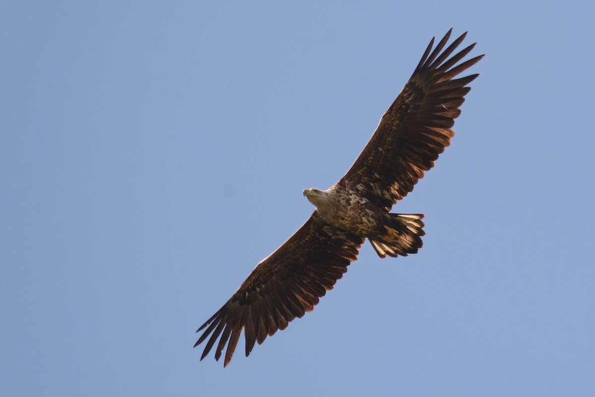 White-tailed Eagle - ML563117501