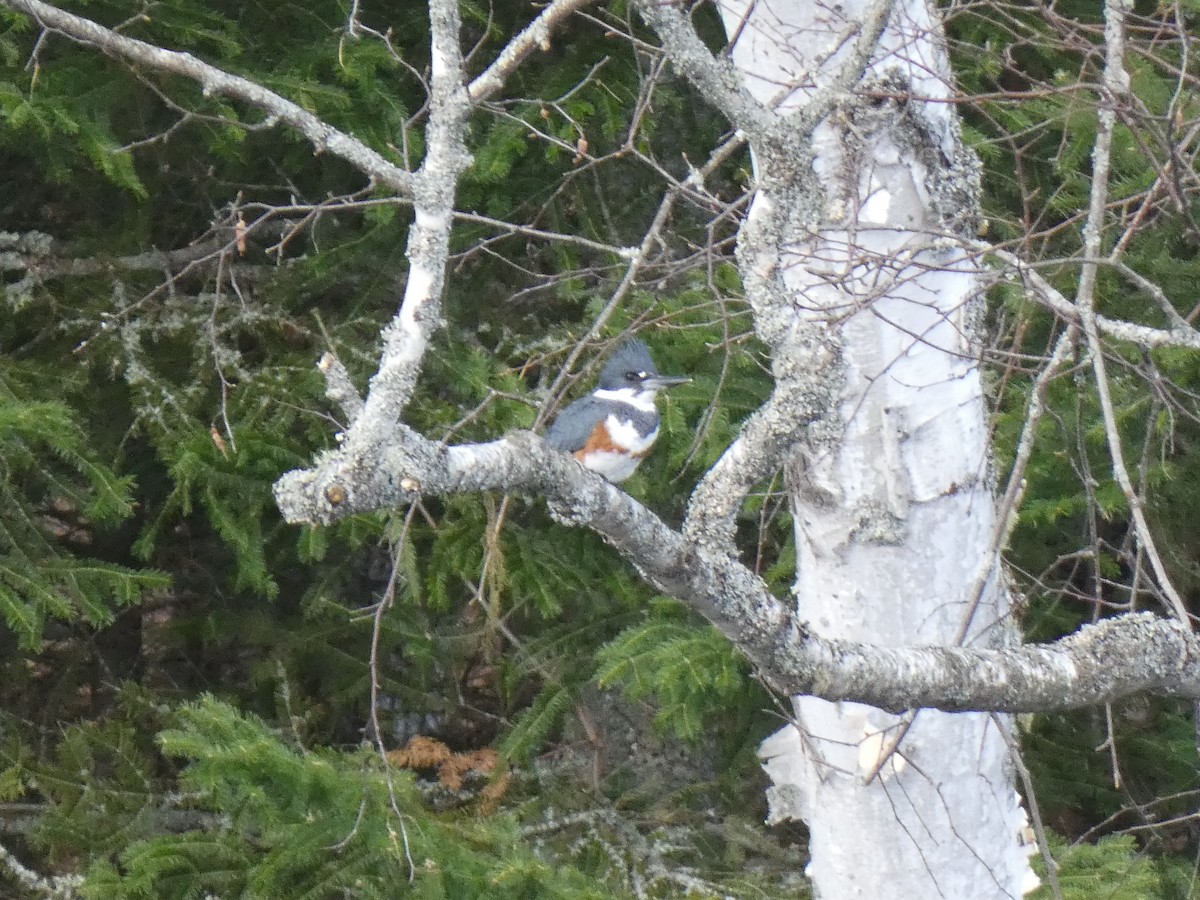 Belted Kingfisher - ML563118821