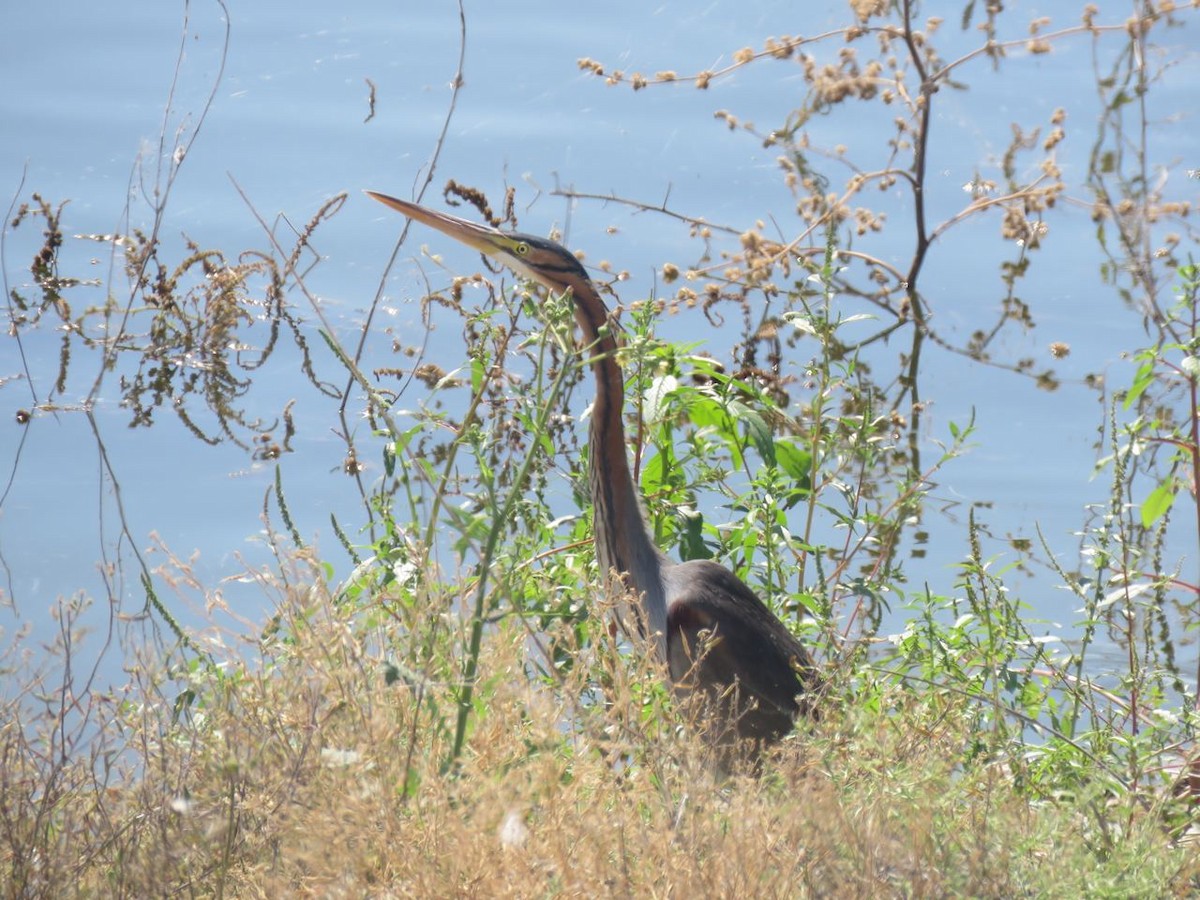 Purple Heron - ML563118961