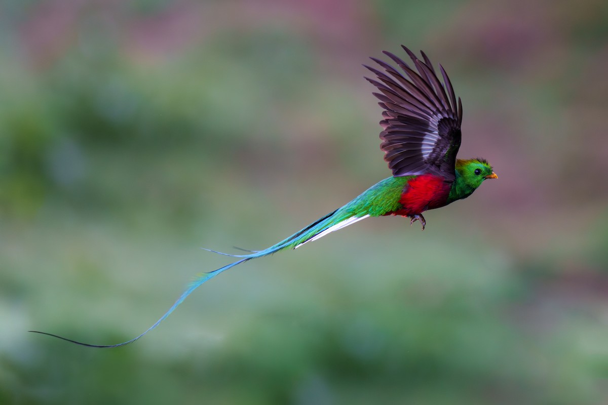 Resplendent Quetzal - Jeff Hapeman