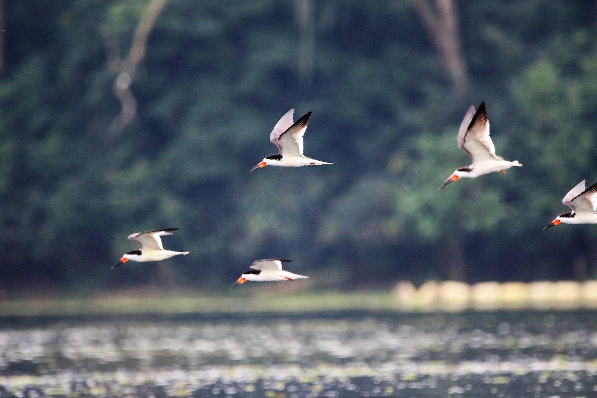 Black Skimmer - Anelisa  Magalhães