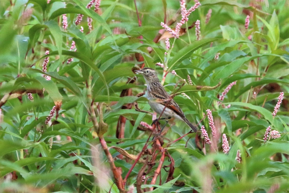 Spectacled Tyrant - Anelisa  Magalhães