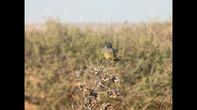 Cassin's Kingbird - ML563119711