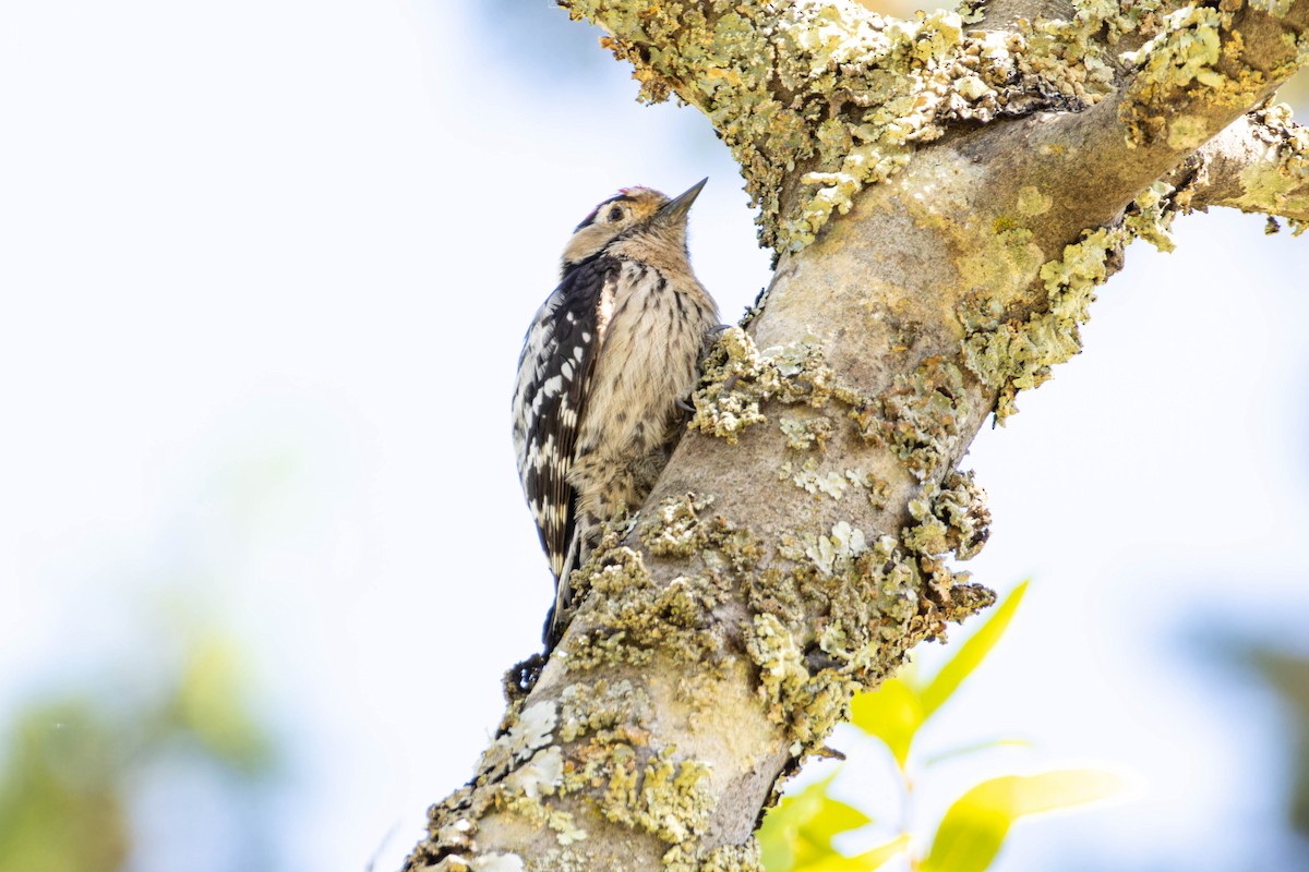 Lesser Spotted Woodpecker - ML563120061