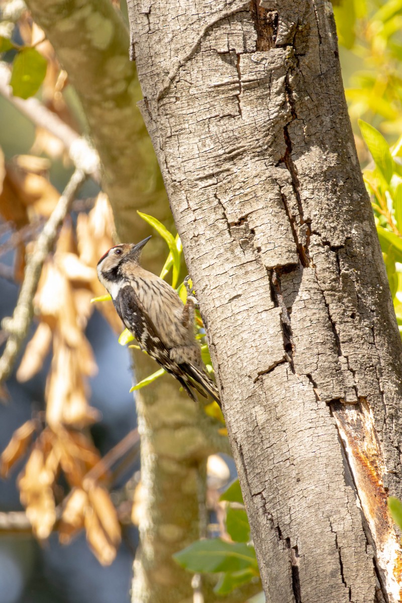 Lesser Spotted Woodpecker - ML563120071