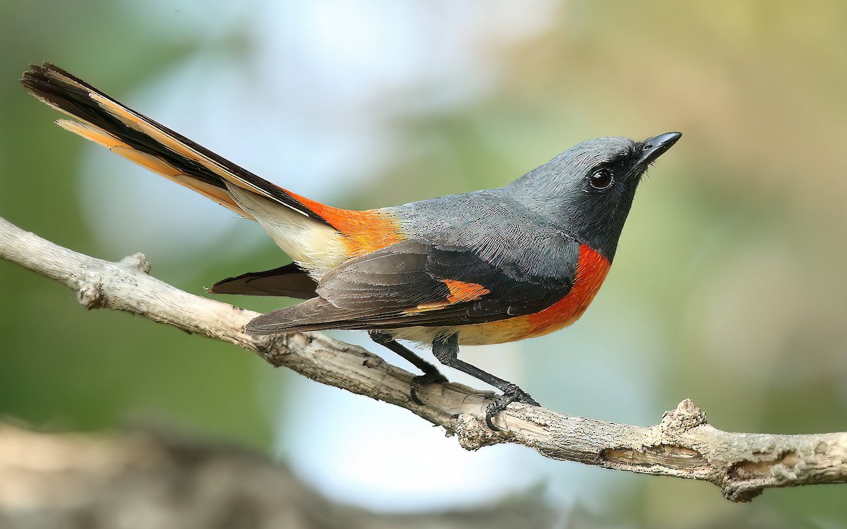 Small Minivet - ML563120081