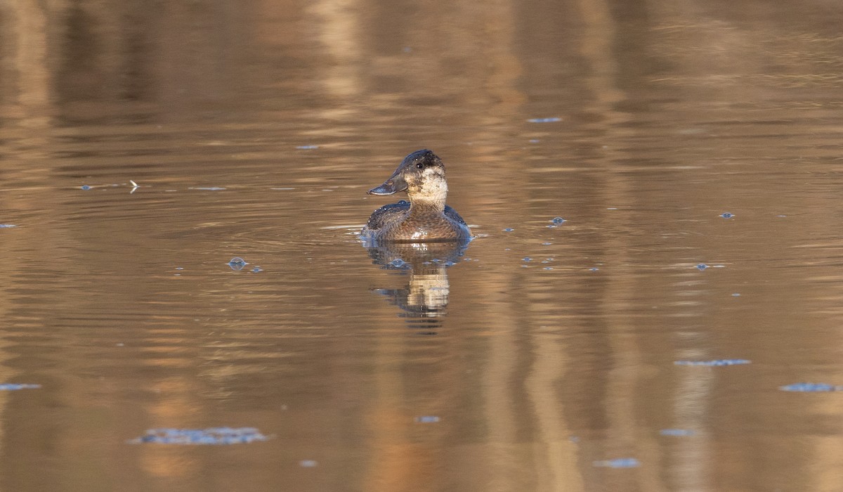 Ruddy Duck - ML563120271