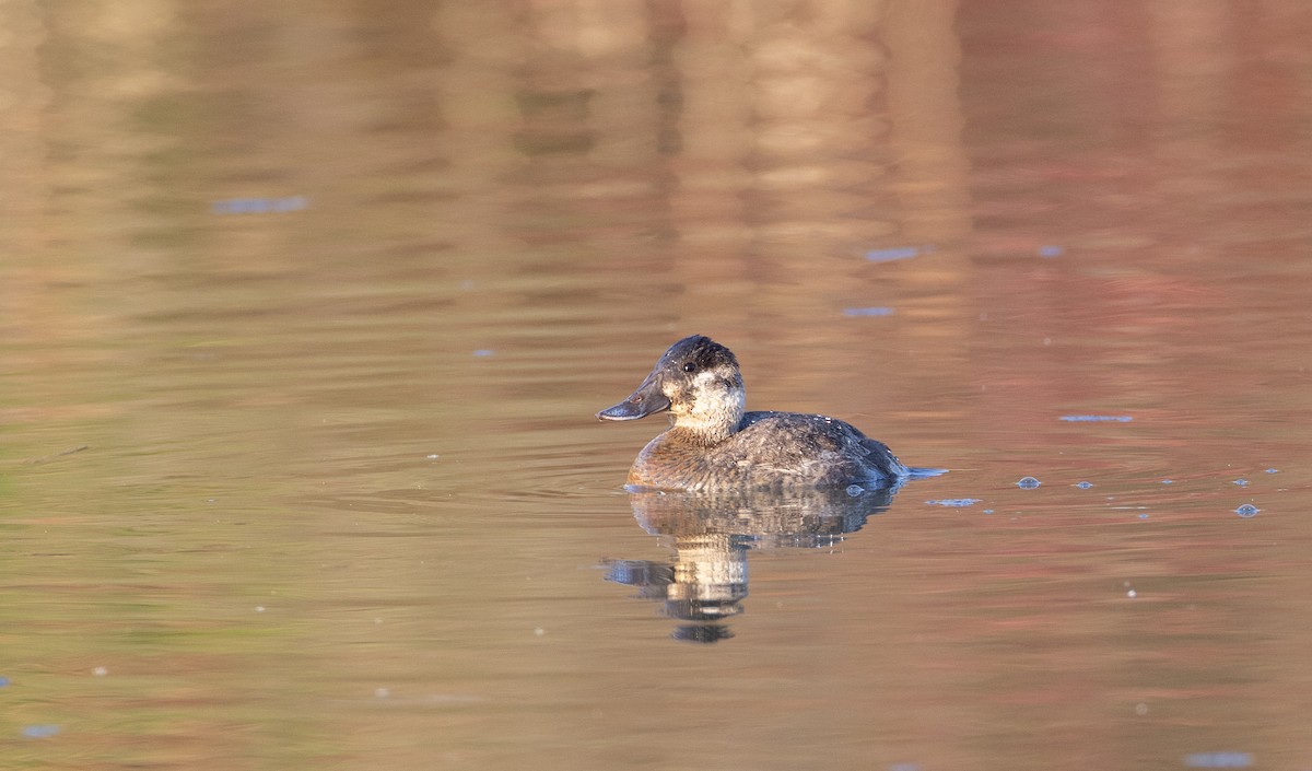 Ruddy Duck - ML563120461