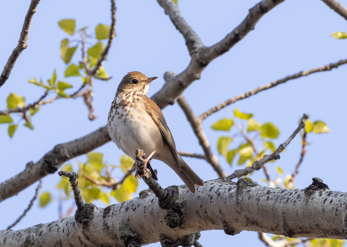 Hermit Thrush - ML563120771