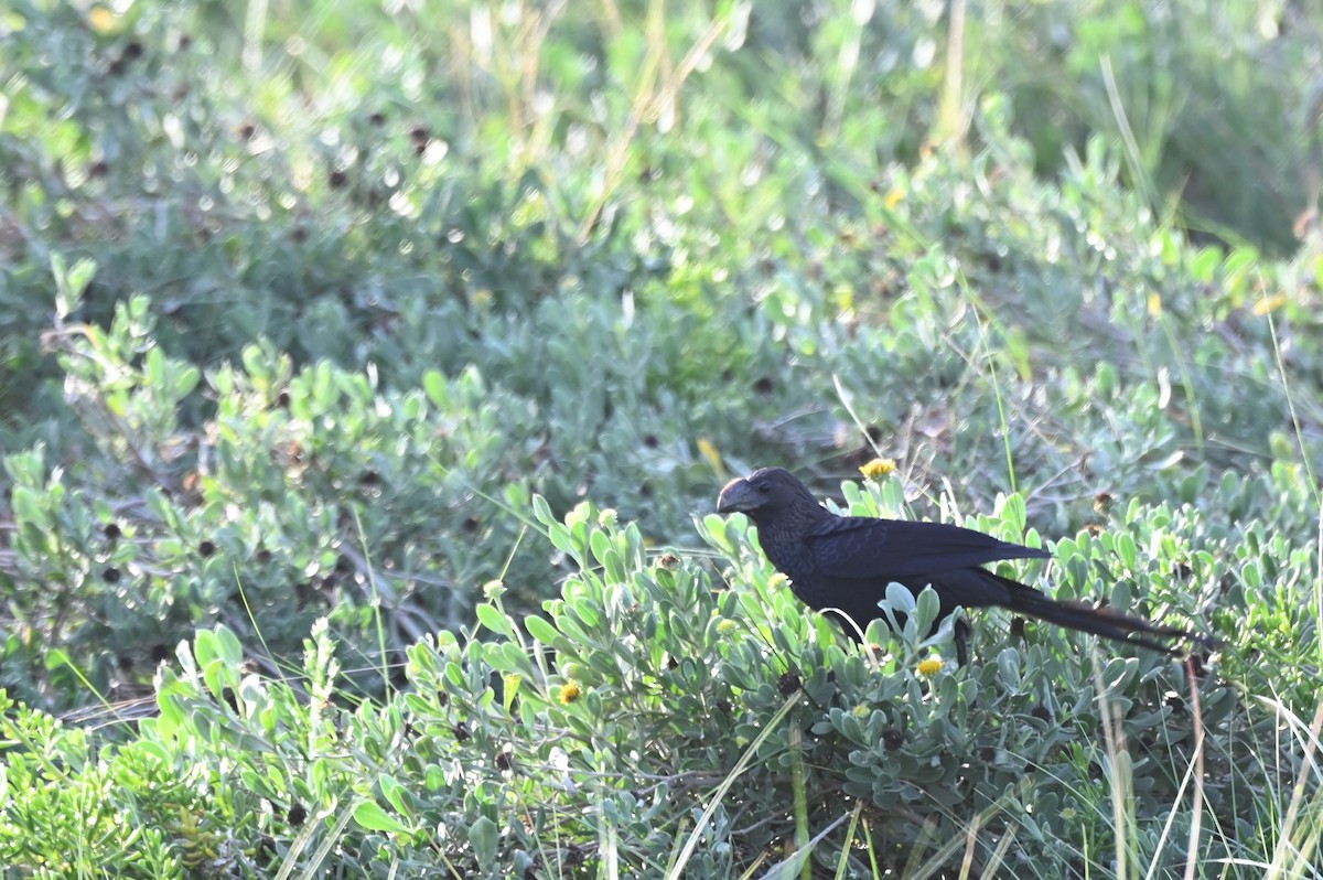 Smooth-billed Ani - ML563122091