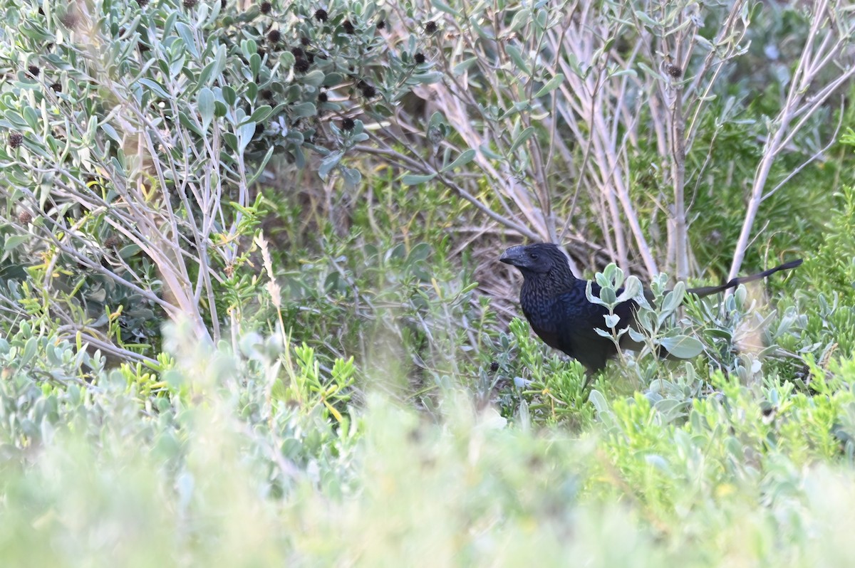 Smooth-billed Ani - ML563122101