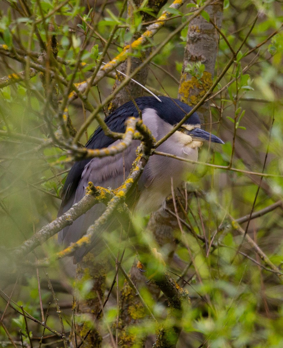 Nitticora - ML563124911