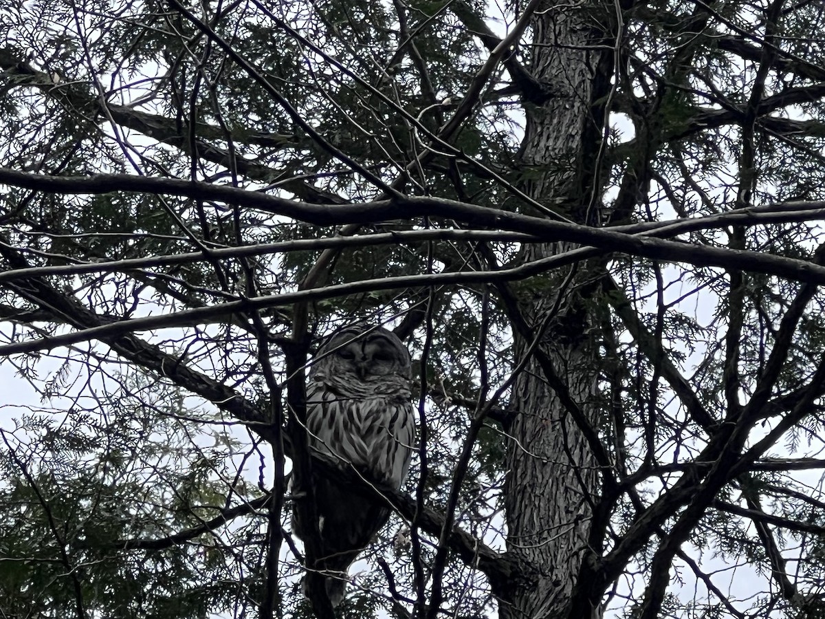 Barred Owl - ML563125661