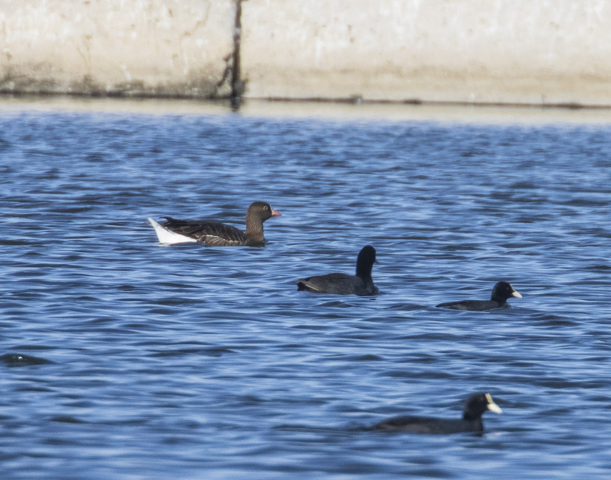 Lesser White-fronted Goose - ML563126221