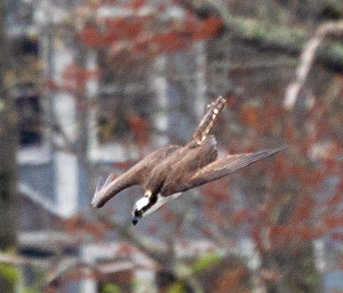 Balbuzard pêcheur (carolinensis) - ML563126881