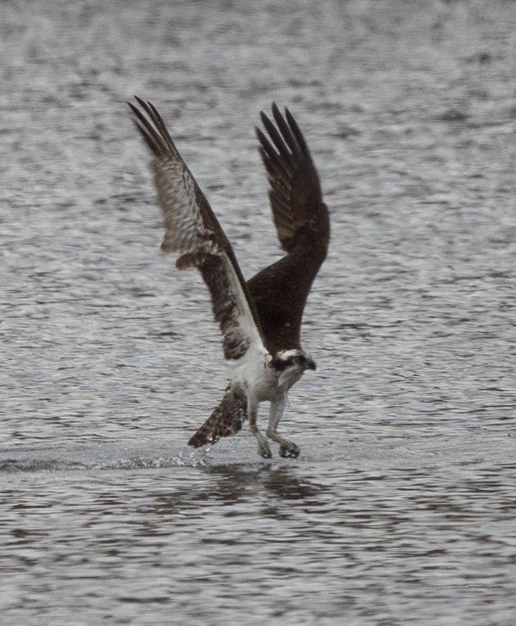 Osprey (carolinensis) - ML563126891