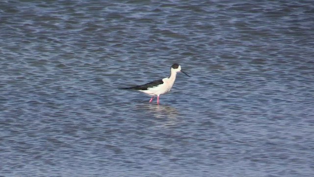 Black-winged Stilt - ML563127001