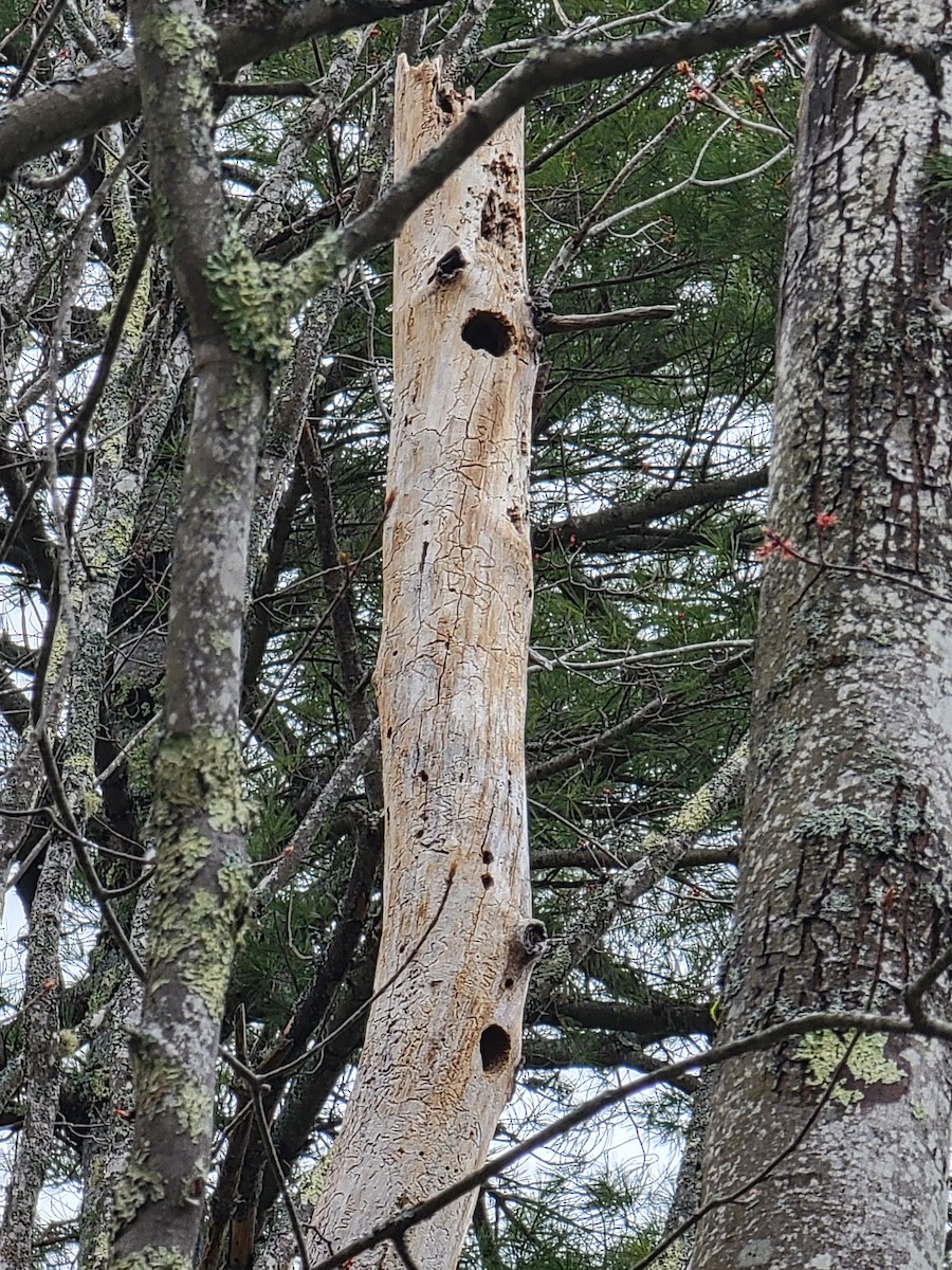 Northern Flicker - Kathie Brown