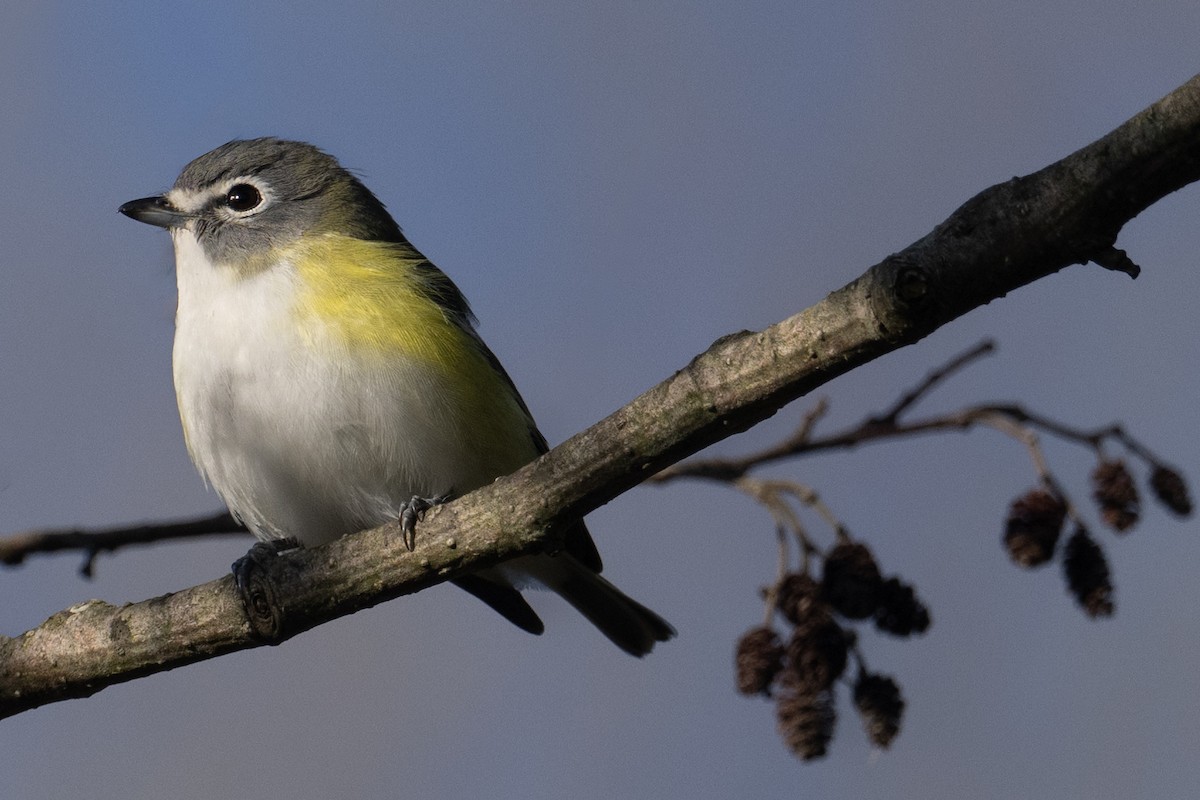 Blue-headed Vireo - ML563128661