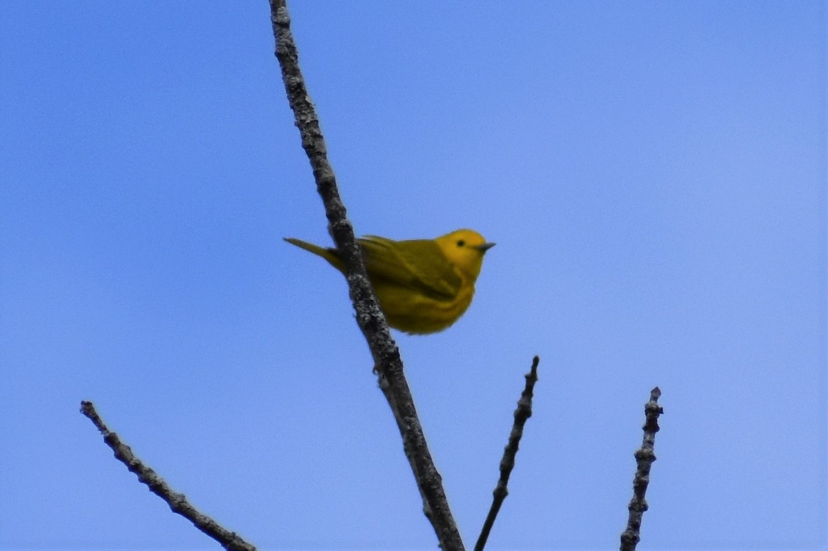 Yellow Warbler - ML563131041