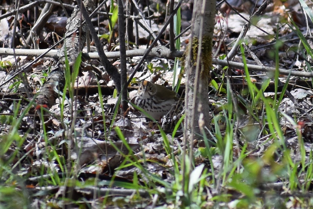 Ovenbird - ML563131291