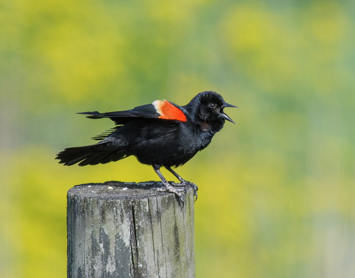 Red-winged Blackbird - ML563131351