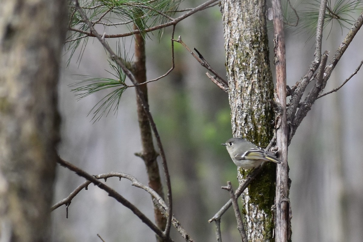 Ruby-crowned Kinglet - ML563131461