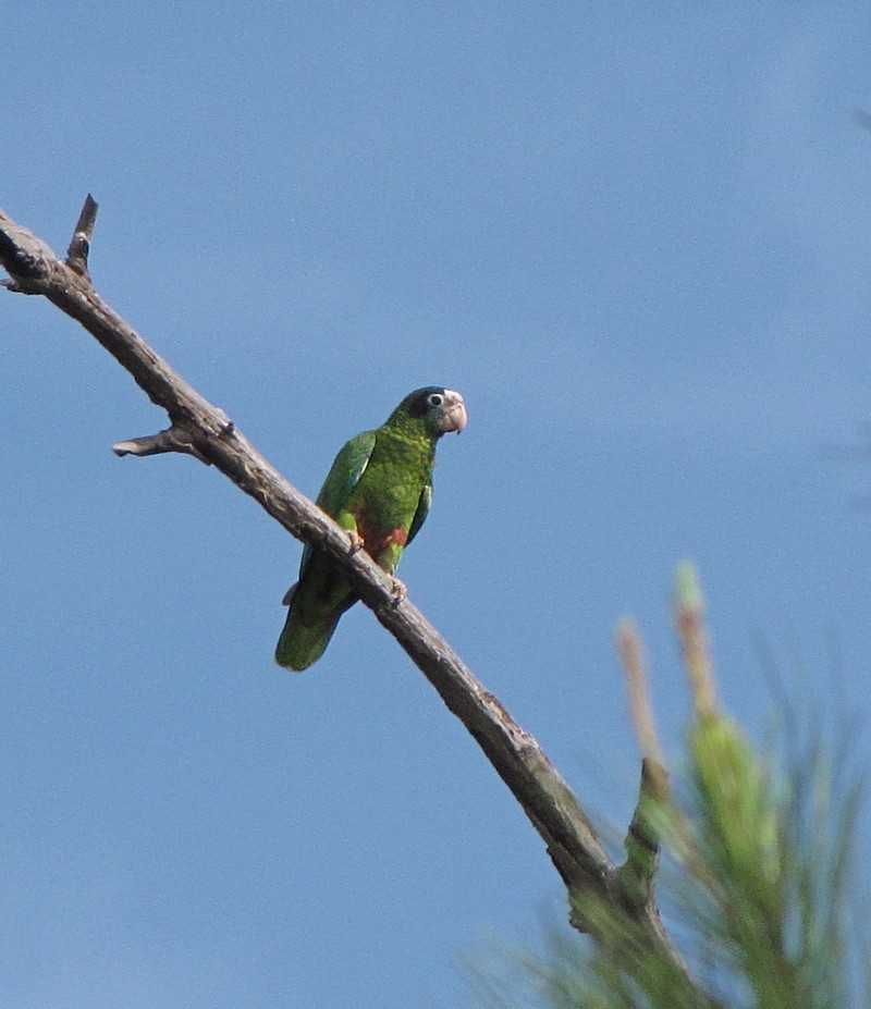 Hispaniolan Parrot - ML563131931