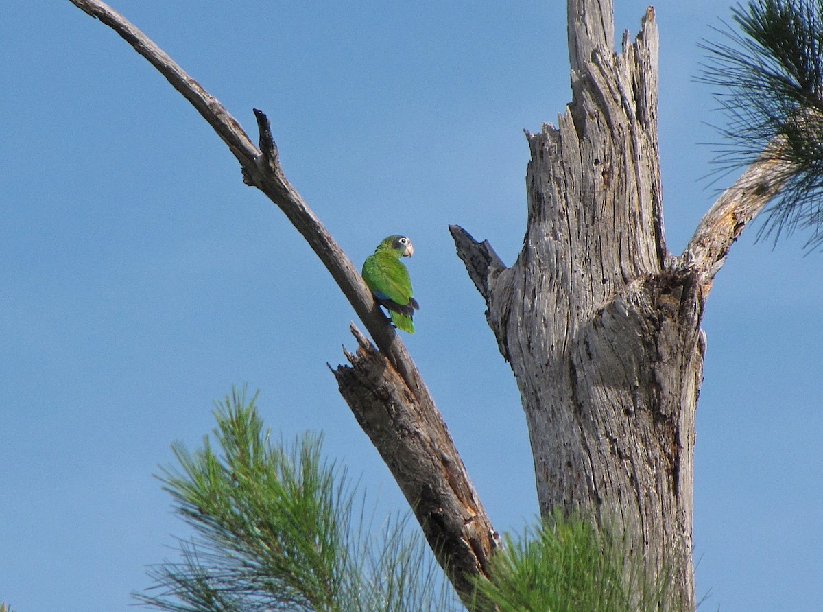 Hispaniolan Parrot - ML563131951