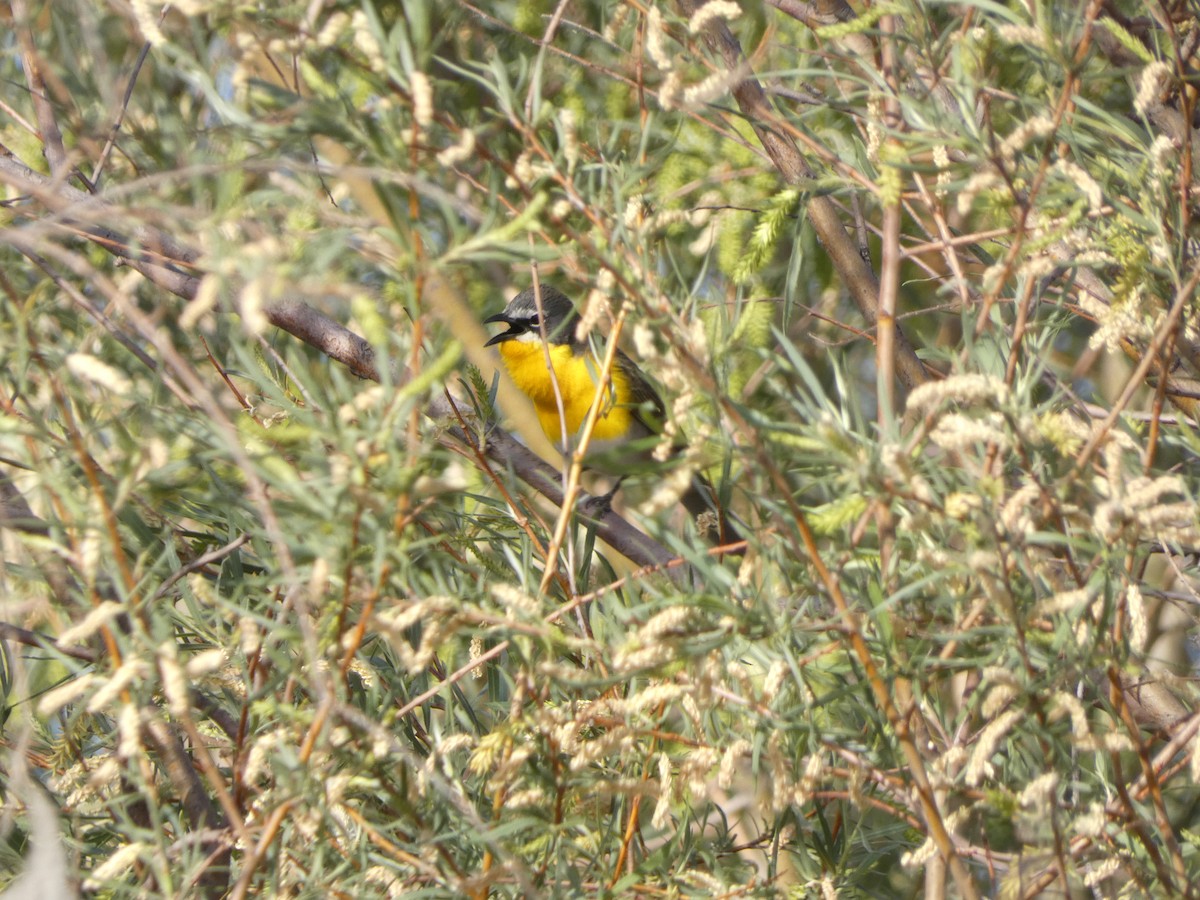 Yellow-breasted Chat - Dylan Osterhaus