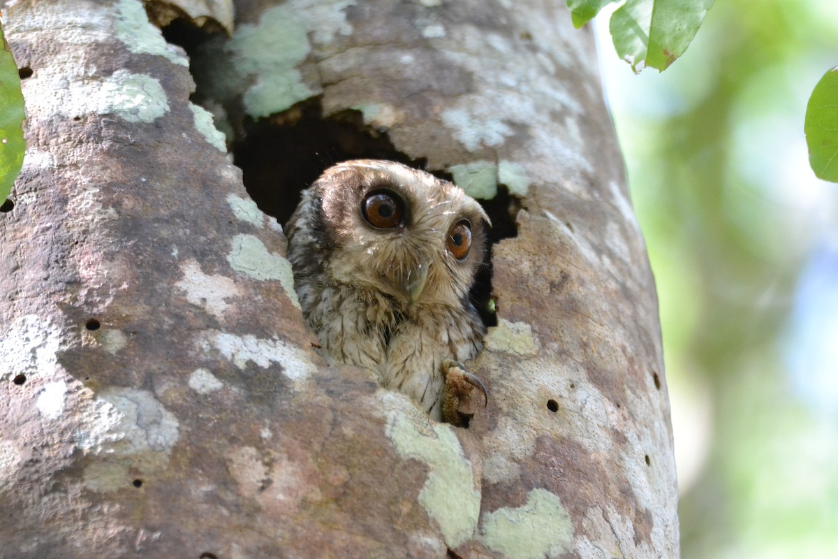 Bare-legged Owl - ML56313311