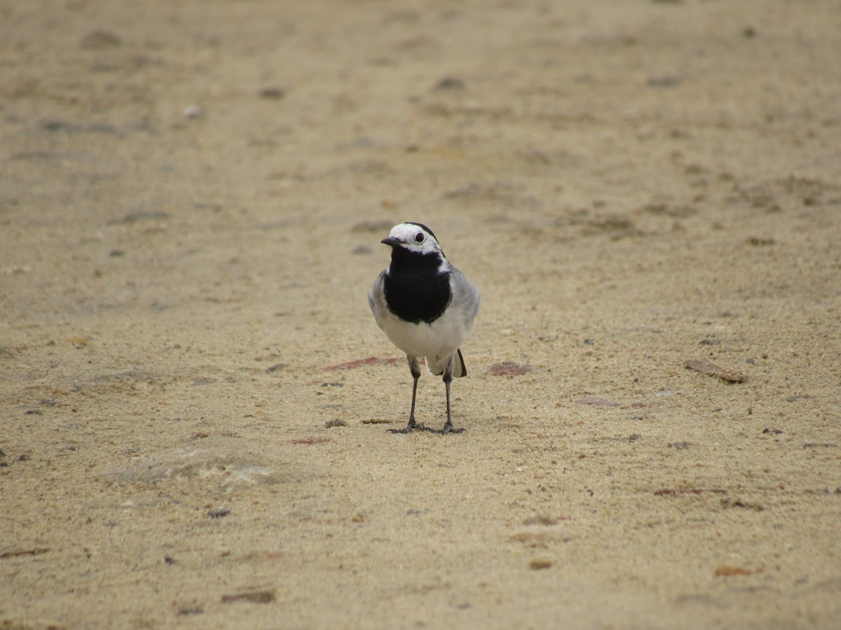 White Wagtail (White-faced) - ML563133231