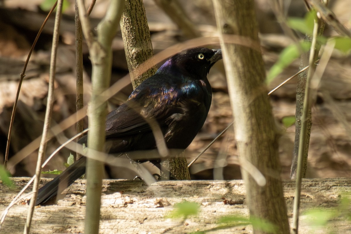 Common Grackle - ML563133281