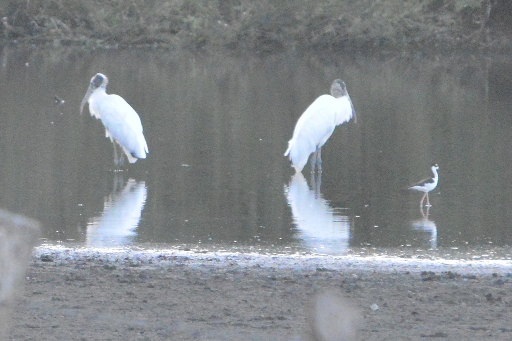 Wood Stork - ML563133601