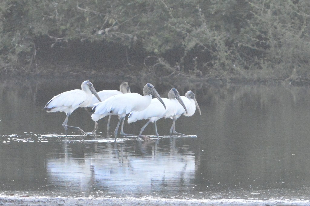 Wood Stork - ML563133701